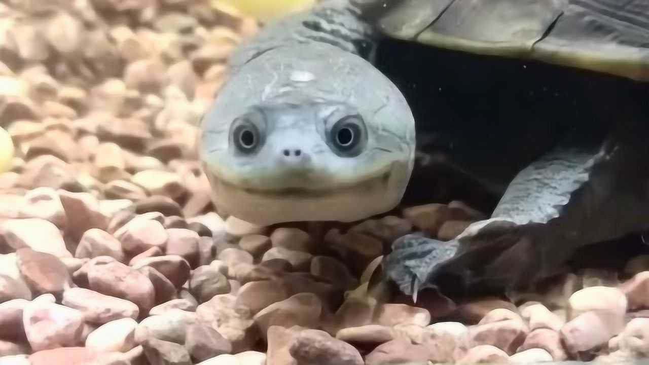 乌龟也是一种会笑的动物第一次见到它们笑直接融化了我的少女心