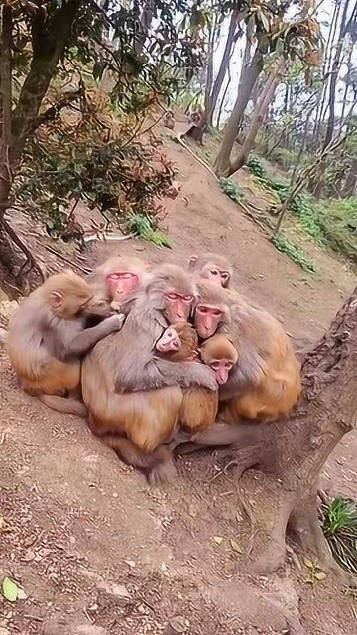 幸福的猴一家一起坐在树下抱团休息画面看着好温馨