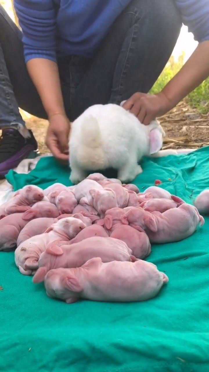 兔子照片怀孕图片