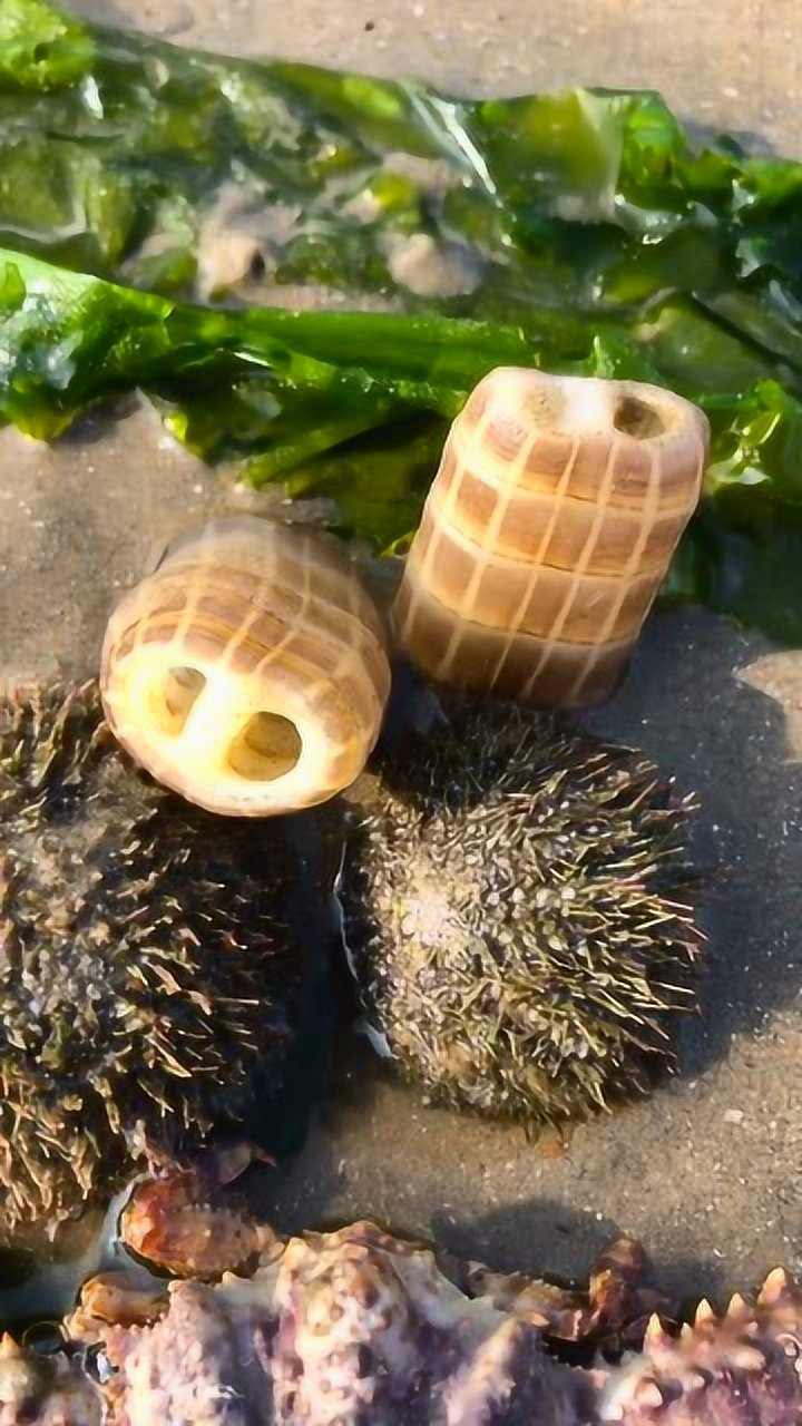 赶海日常,两只小海猪