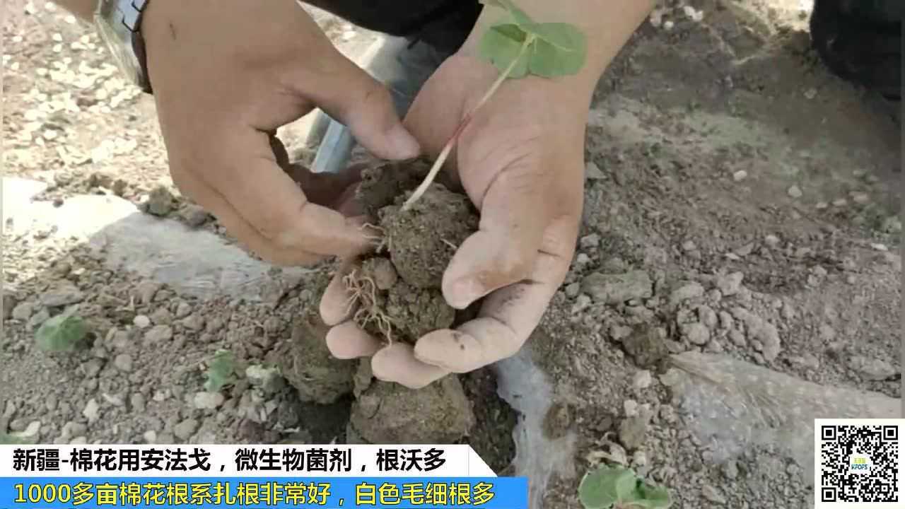 水溶肥新疆棉花用夫沃施安法戈沃叶水溶肥根系好毛细根多