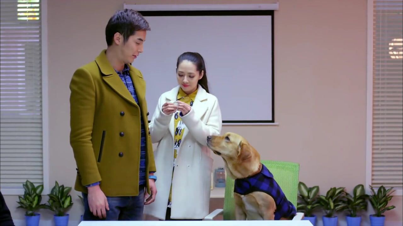 神犬小七艾亮成了大英雄院长授予他荣誉徽章小七在一旁懵了