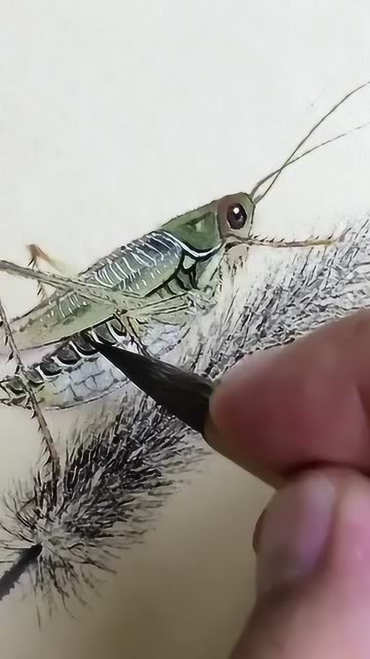 蟋蟀怎么画彩铅图片