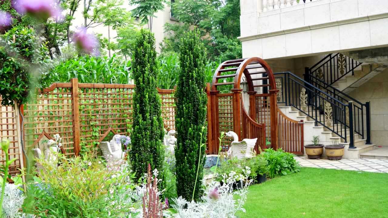 直立冬青简介_腾讯视频