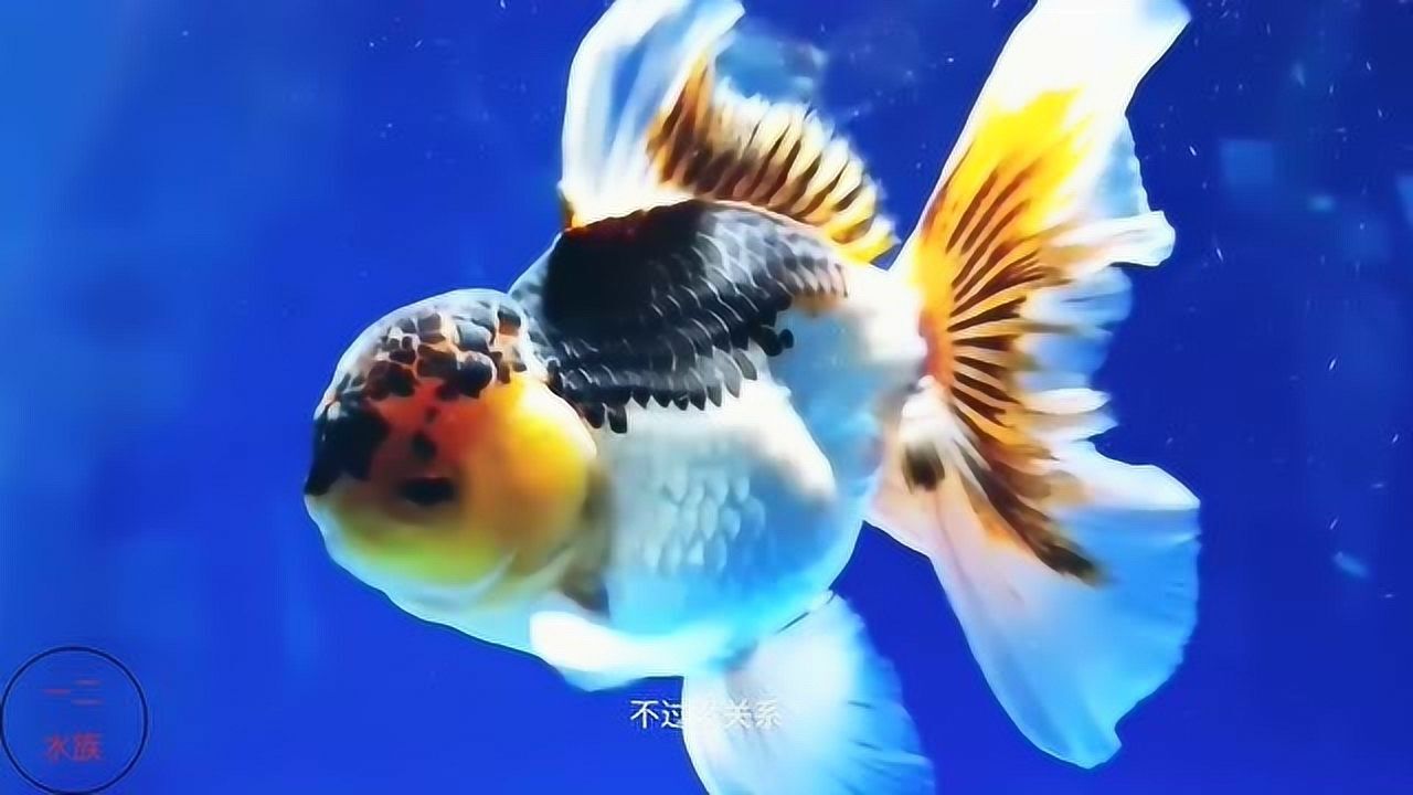 黄金鱼泰英图片