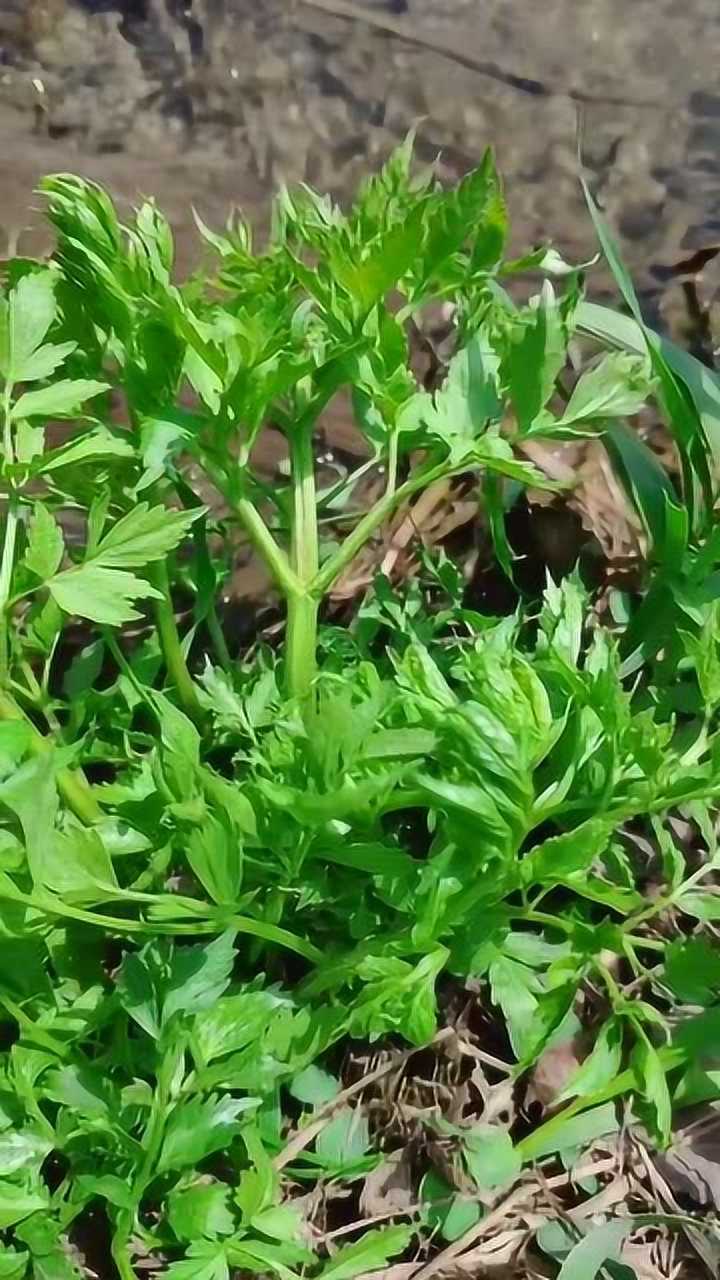 大山里长在河边的水芹菜包饺子味道美极了