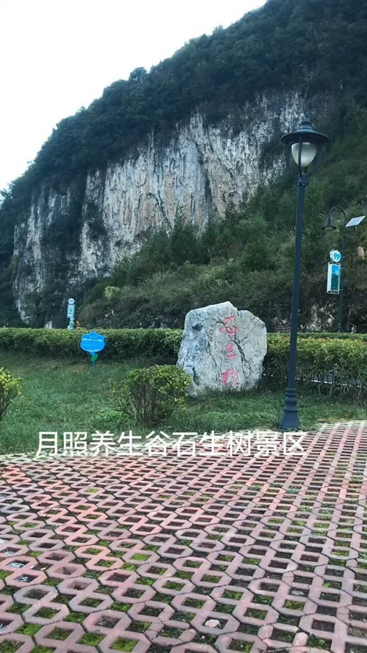 這裡是中國涼都六盤水月照養生谷的石生樹景區