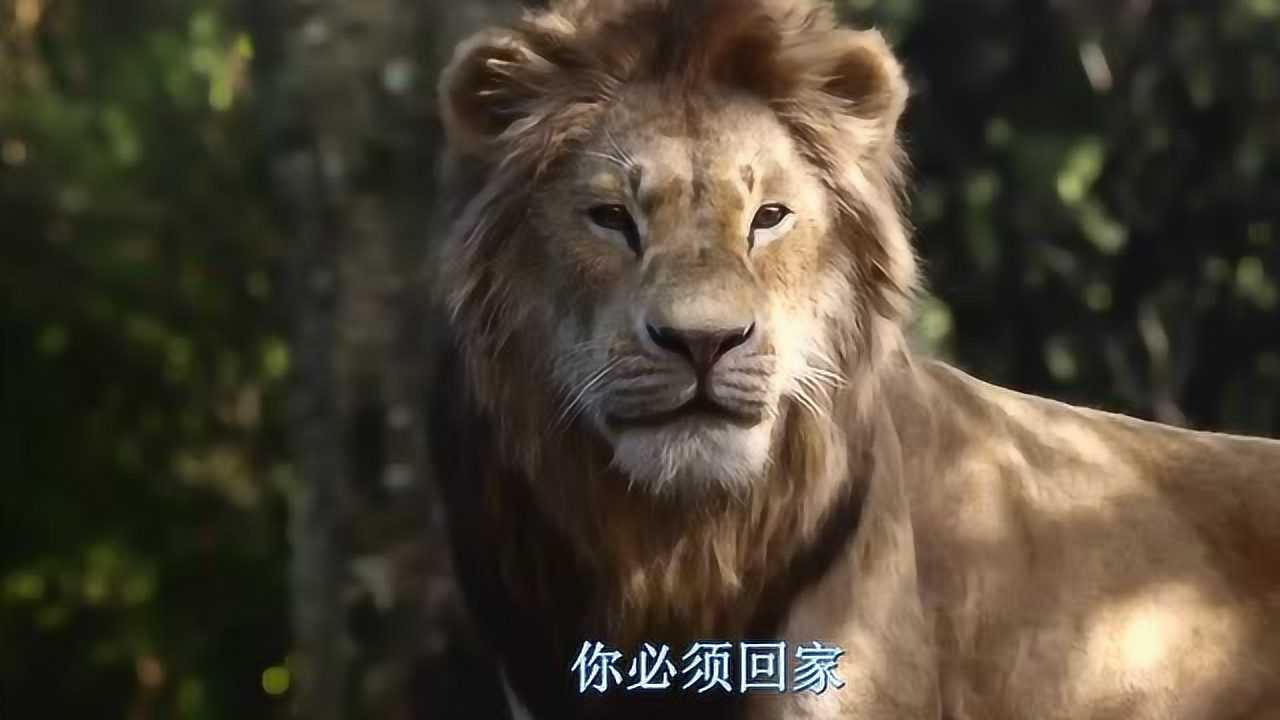 狮子王刀疤掌控了王国娜娜要带辛巴离开