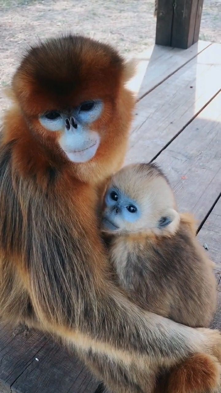 好可爱的金丝猴宝宝,居然还会害羞,不让我碰它