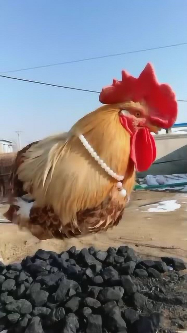 头一次见这样的公鸡,梳着鸡冠头戴着大项链,感情是鸡老大啊