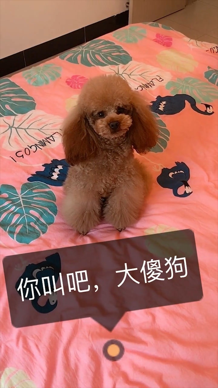 你叫吧大傻狗叫吧_腾讯视频