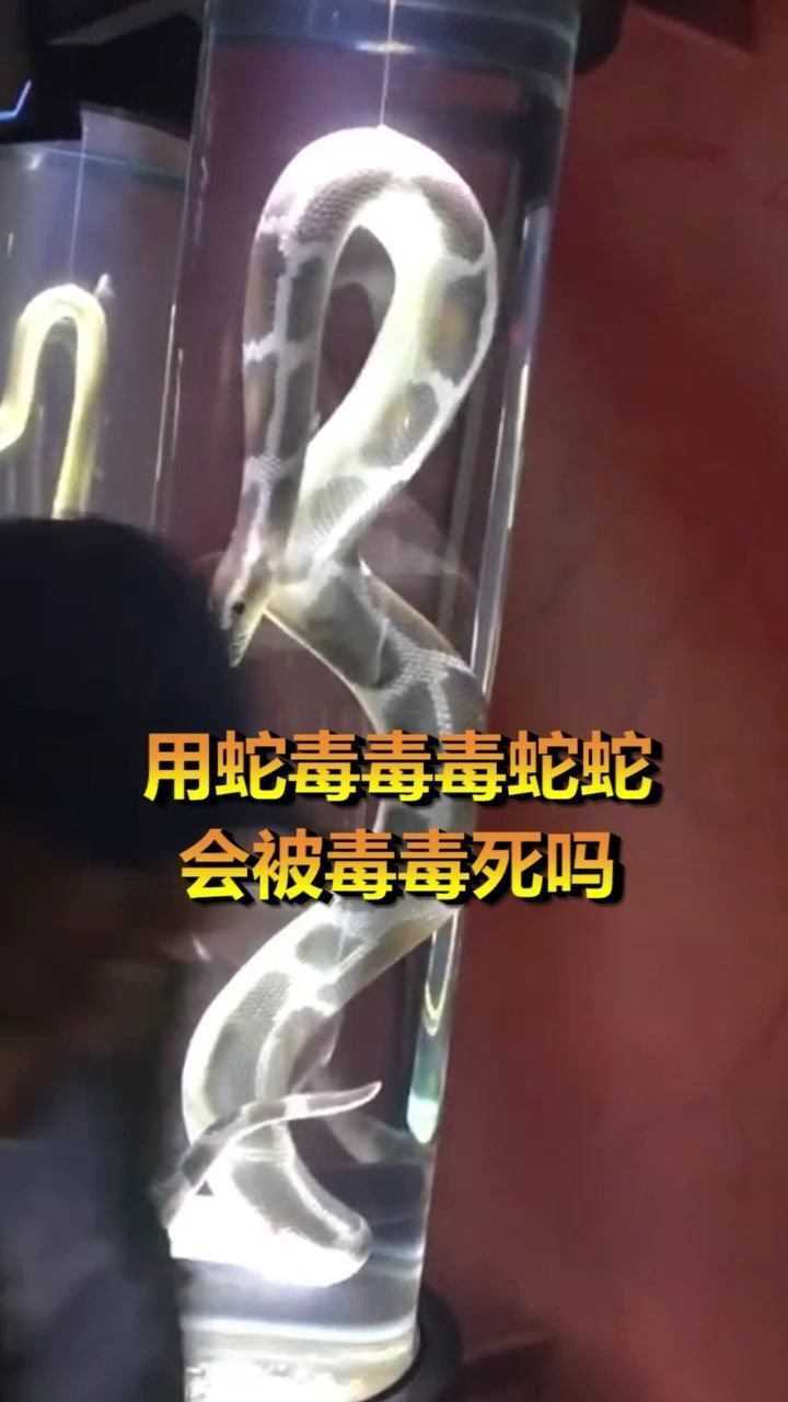 用蛇毒毒毒蛇,蛇會被毒毒死嗎?看完我笑噴了!