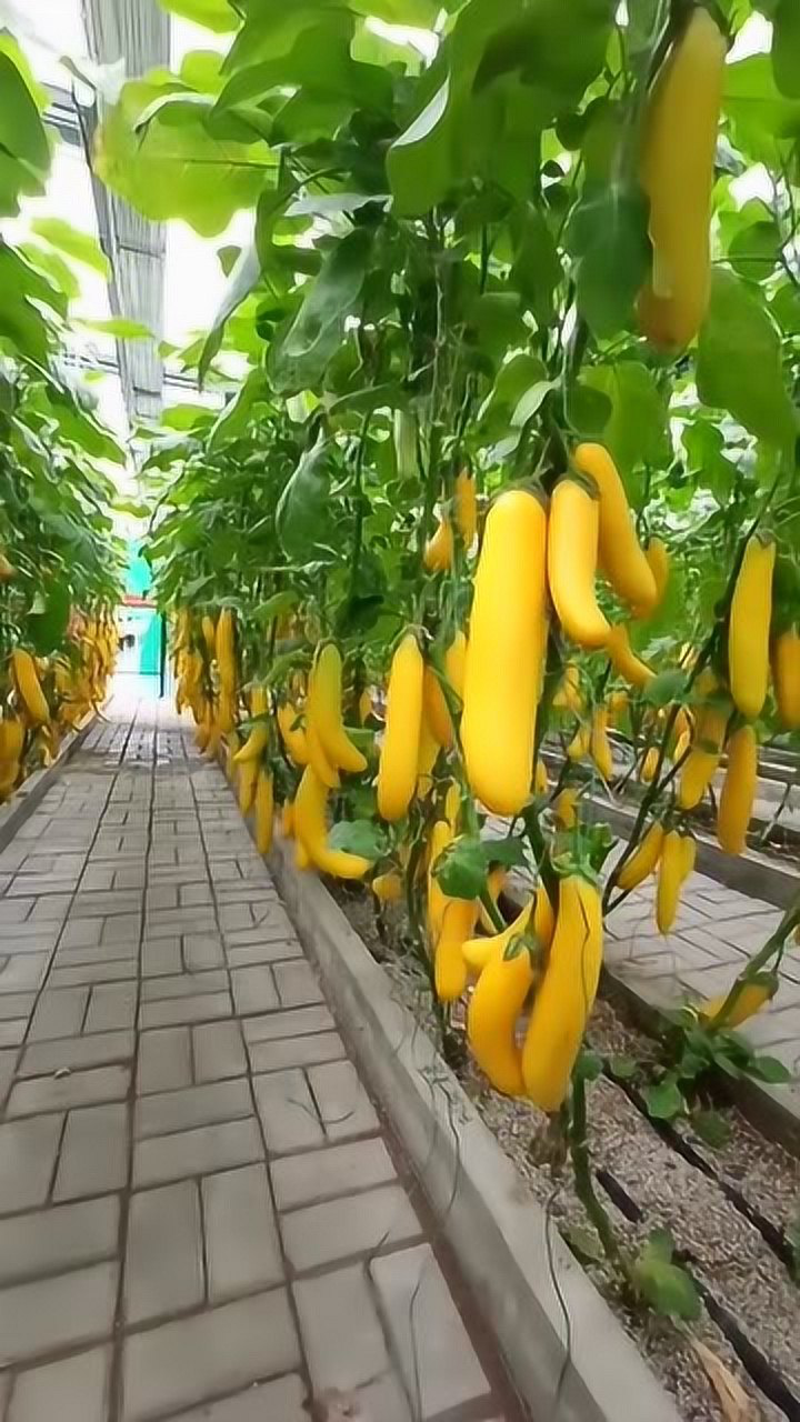 黄色的茄子?第一次见
