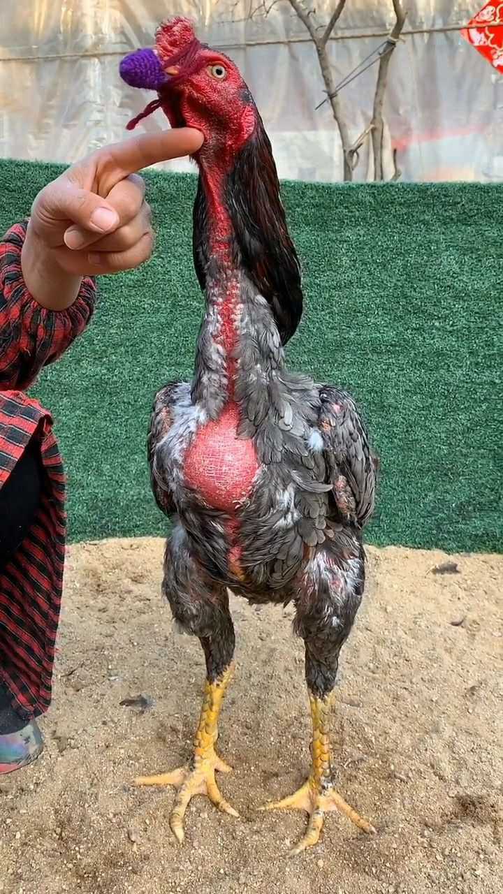 这只大斗鸡的嘴套漂亮吧显得特别的炫酷