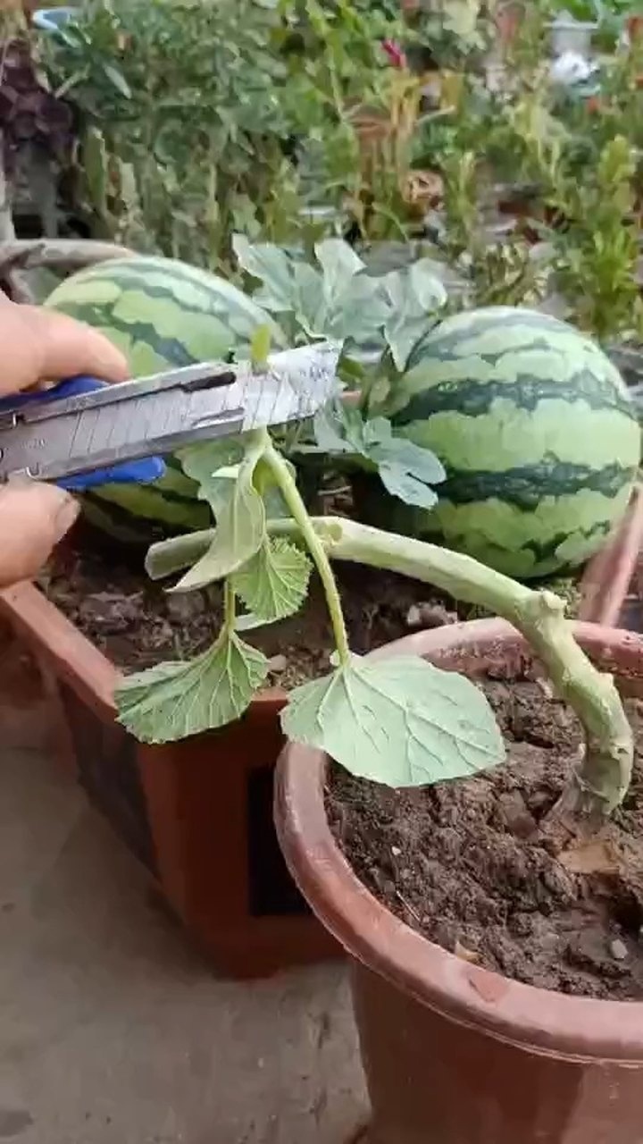 有南瓜嫁接西瓜怎么样?