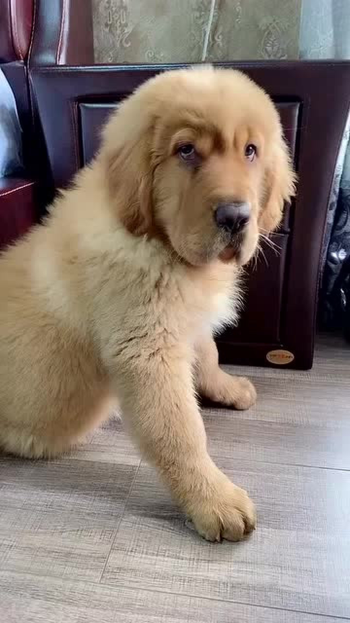 都说这只金毛是跟藏獒串的,主人差点被气疯,看完别笑!