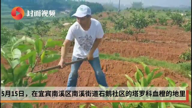 四川宜宾南溪区:深化“一社区一品牌” 建设最美街道