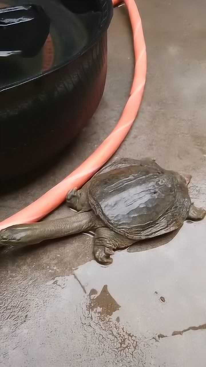 王八头不动小哥一刀下去让它知道什么是险恶