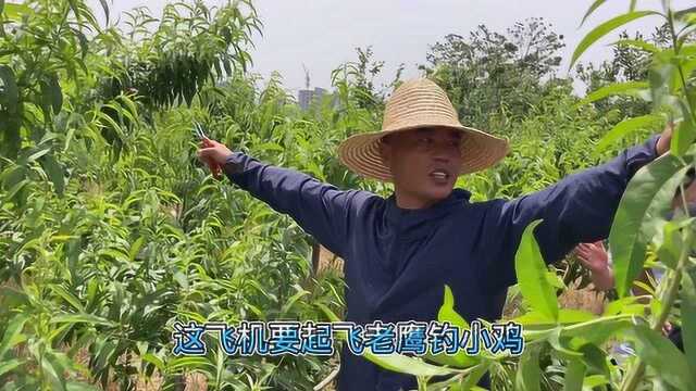 唐老师:系统化管理与修剪