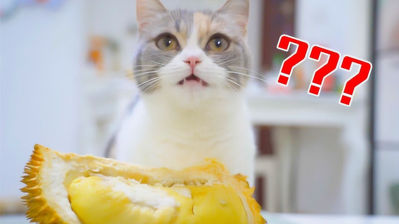 猫咪试吃10种食物，一边咀嚼一边发出呼噜声，看饿了！_腾讯视频