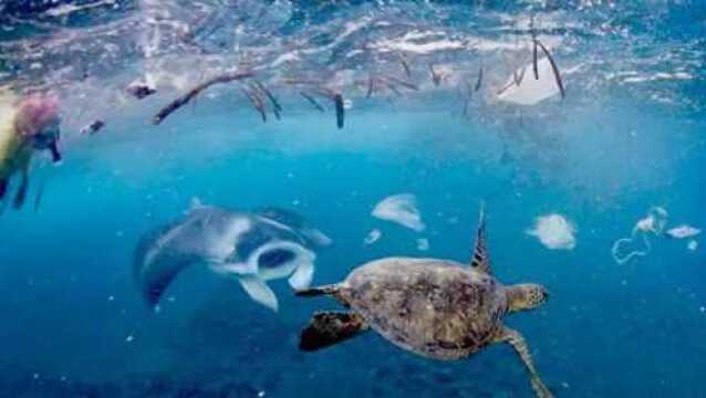 地球临界点要来了?海洋温度不断上升,海洋生物或是首个遭殃生物