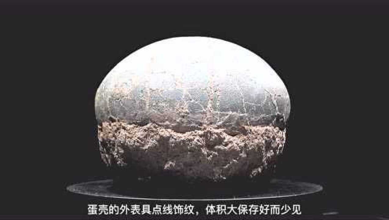 椭圆形恐龙蛋化石