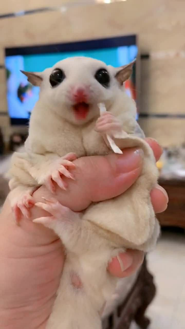 我家的小老鼠真是太可爱了,眼睛真是太漂亮了