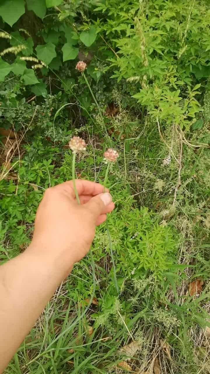 这种植物叫小蒜,这个小蒜快开花了,开花之后肯定特别漂亮