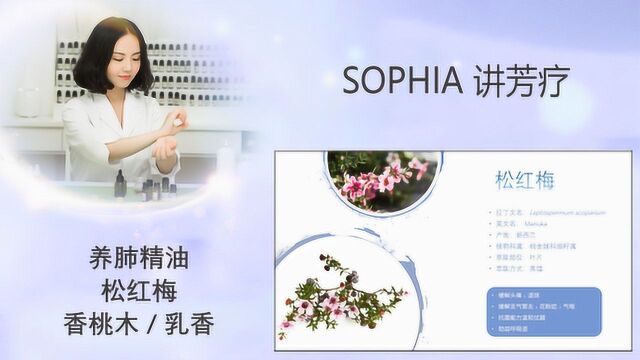 「芳灸儿」导师 SOPHIA讲芳疗33:养肺精油松红梅/香桃木/乳香