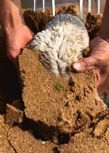 聚宝盆珊瑚,招财进宝,寓意非常好