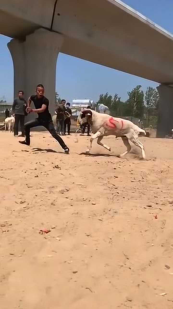 山羊发起疯见人就往上顶小伙这下惨了