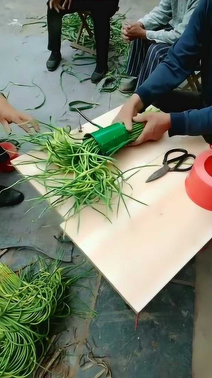 江苏蒜苔是这样捆起来的