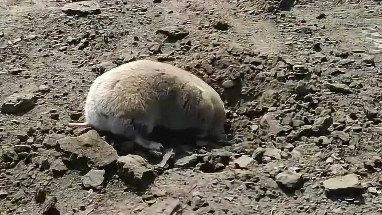 身为老鼠怎么能不会打洞把小仓鼠带出来放到地里它就撅着屁股开始挖了