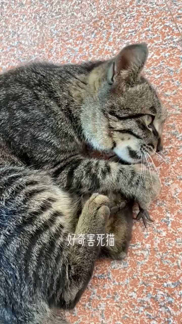 好奇害死猫