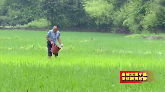 6.82赣县区田村镇芳溪村大力发展产业 助推村民致富