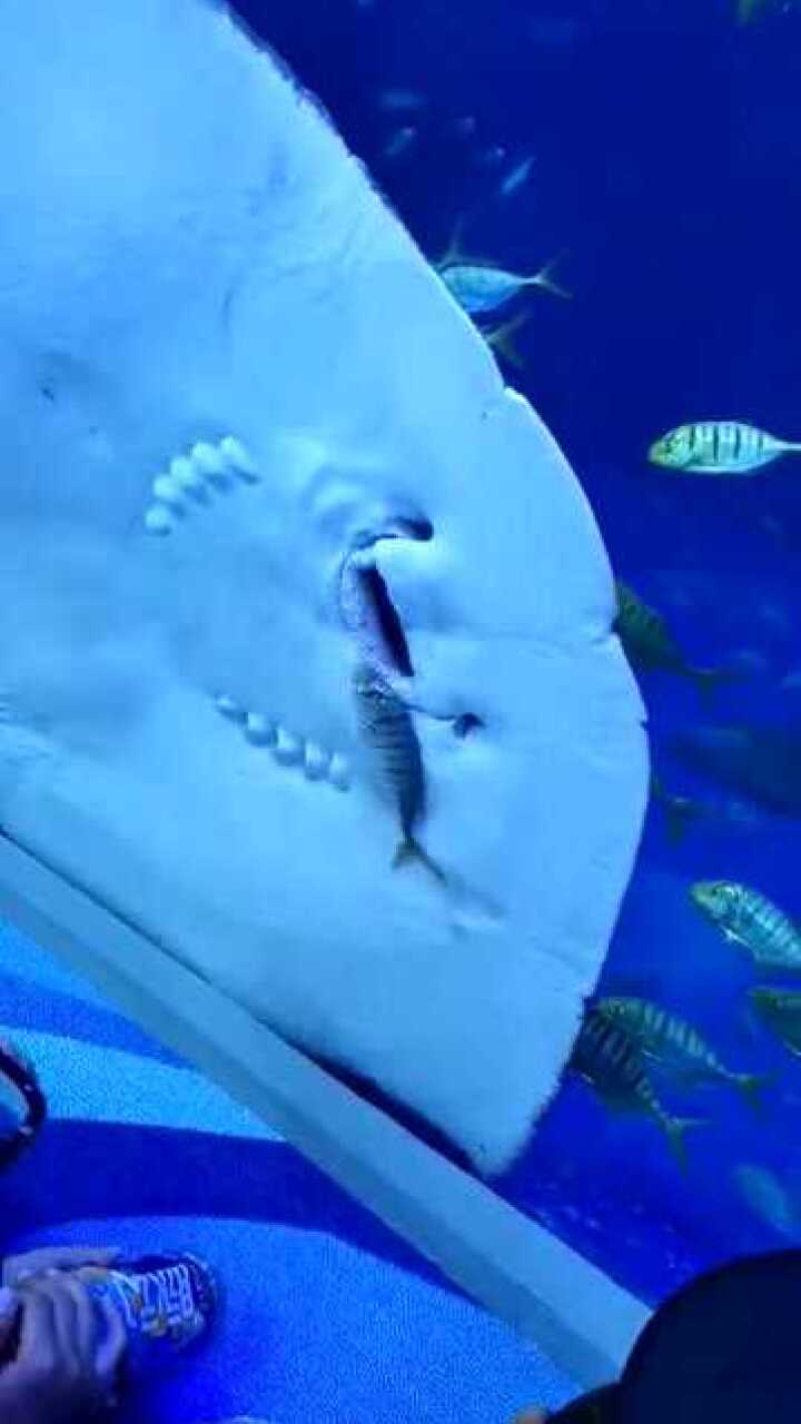 真实版大鱼吃小鱼竟然是这样子和想象中的不一样