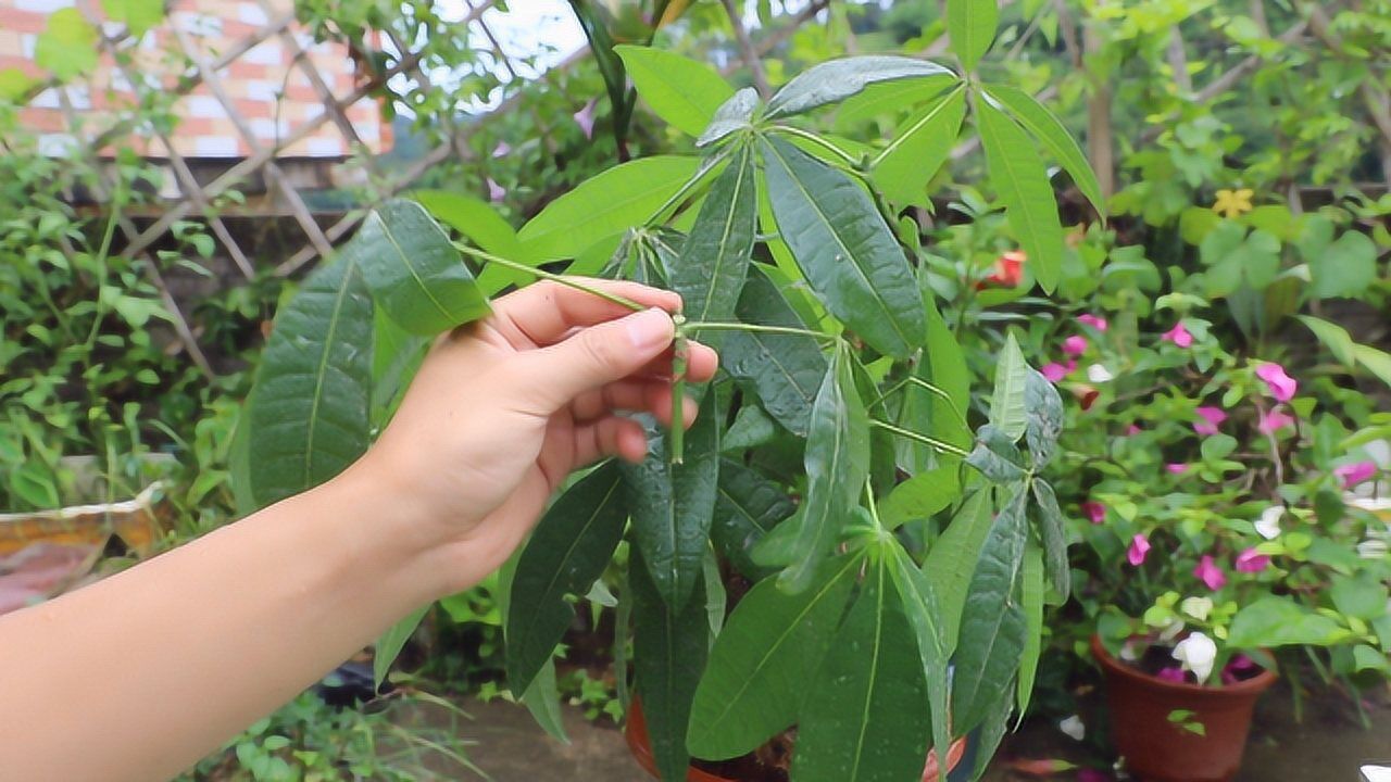 发财树长得乱七八糟的教你一招修剪方法颜值倍增