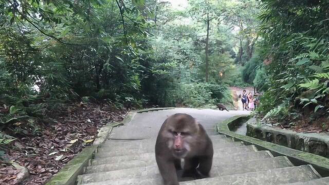 峨眉山猴子最怕的东西,带一个在身上,保管没猴子敢骚扰你