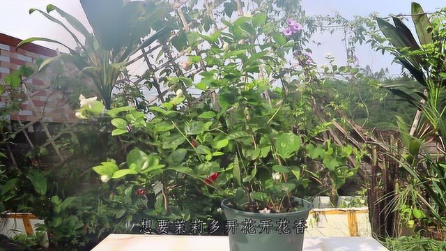 3个铺垫做到位,茉莉花花朵顺利开放,每一朵都硕大馨香