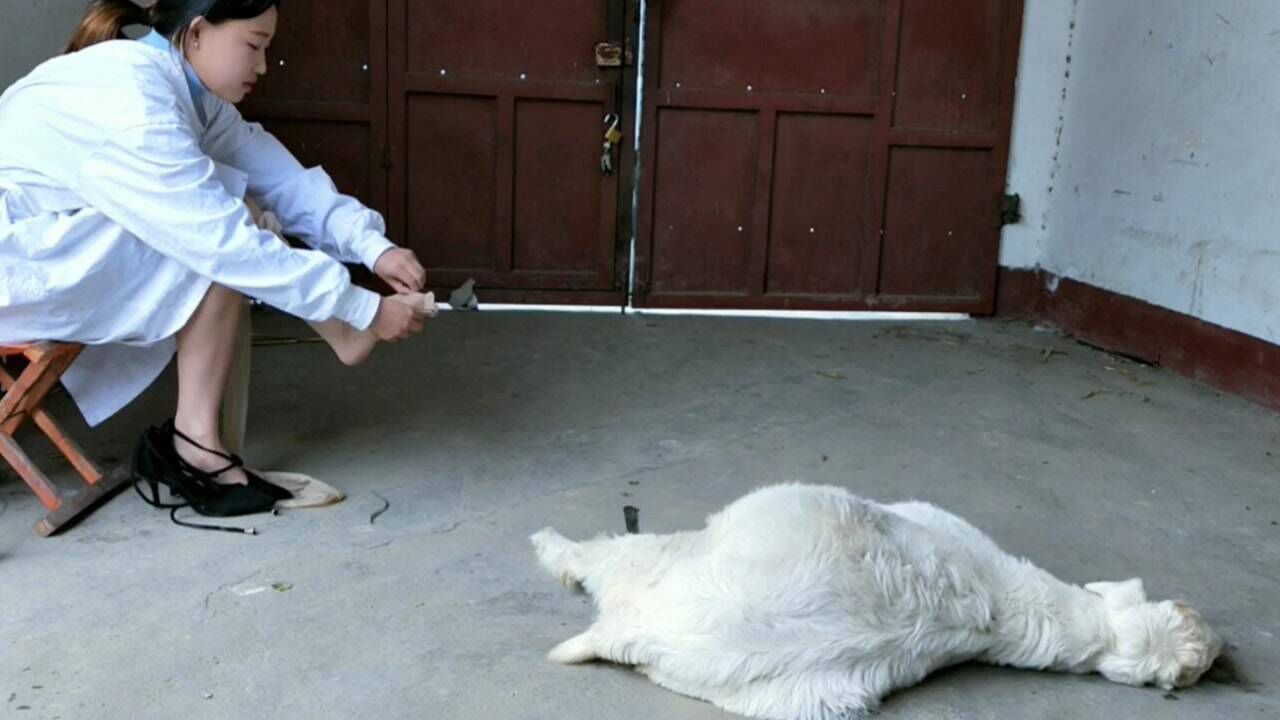 美女杀羊_腾讯视频