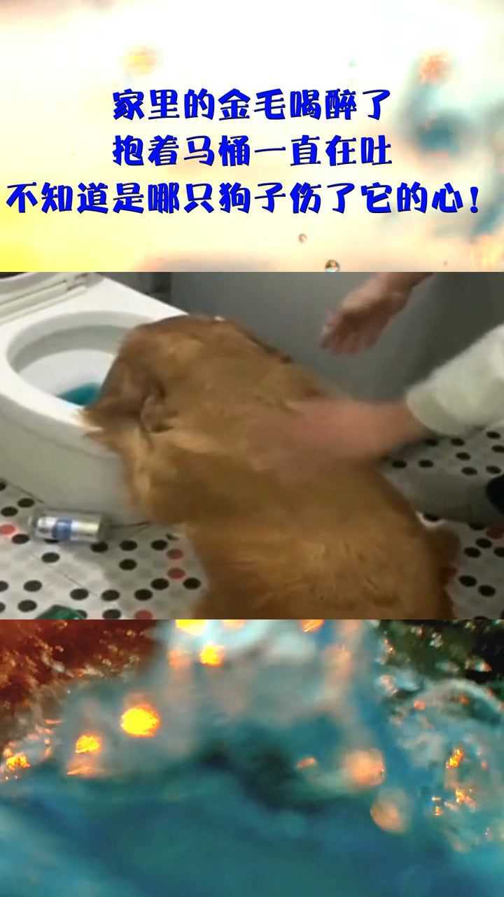 家里的金毛喝醉了抱着马桶一直在吐不知道是哪只狗子伤了它的心