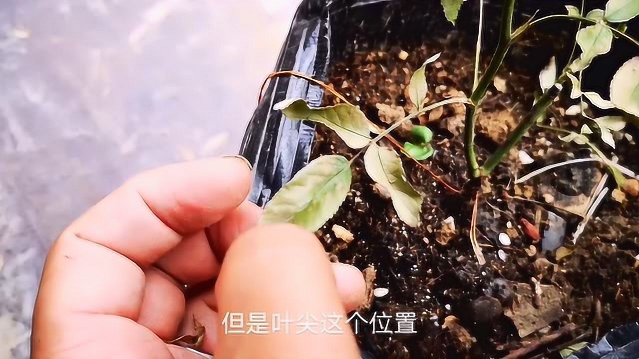 月季出现烧根是什么状态了解真实情况避免出现同样遭遇