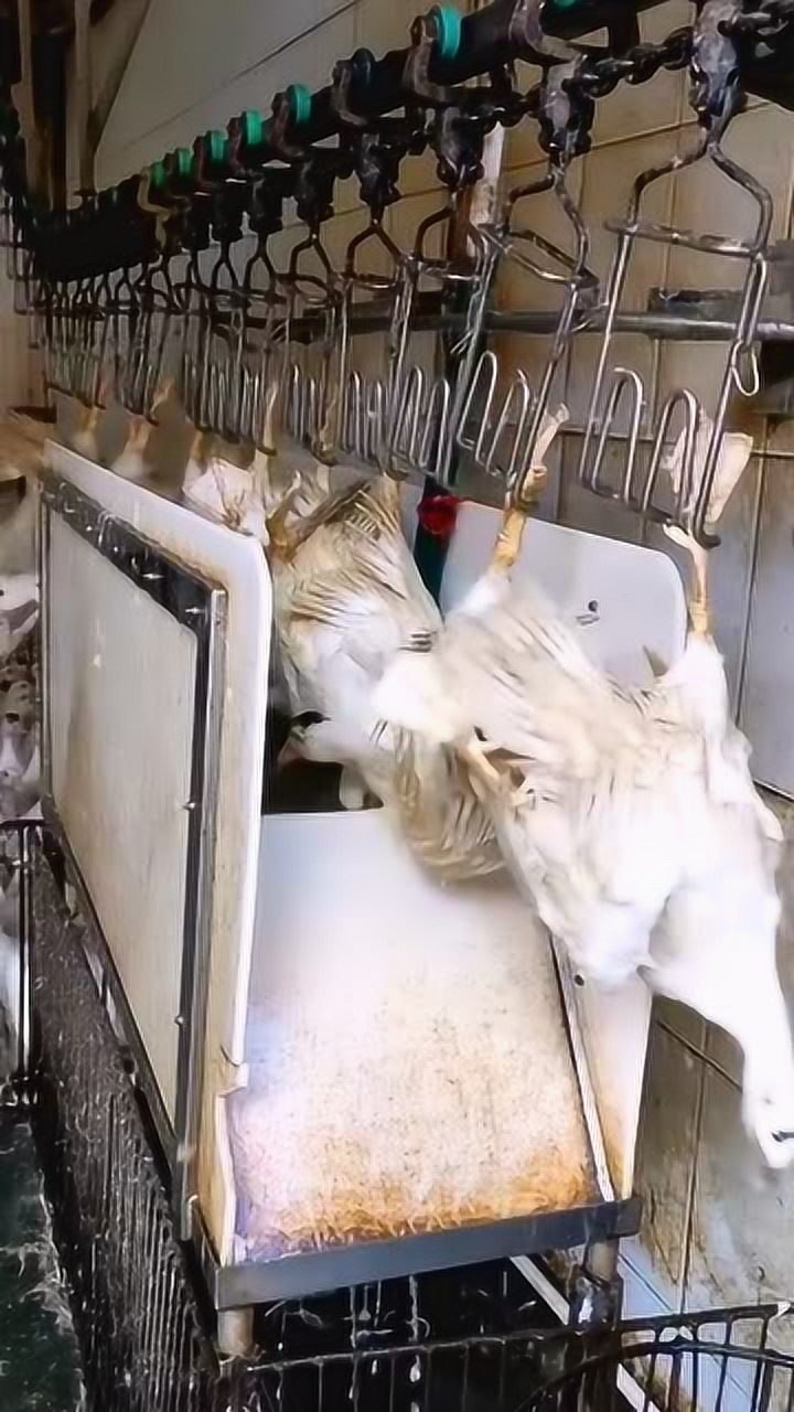 屠宰场是这样杀鸭子的,还真是第一次见,长见识了!