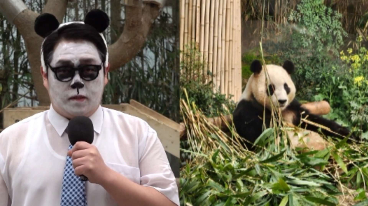 韩国记者画熊猫仿妆告别,录制现场一度哽咽