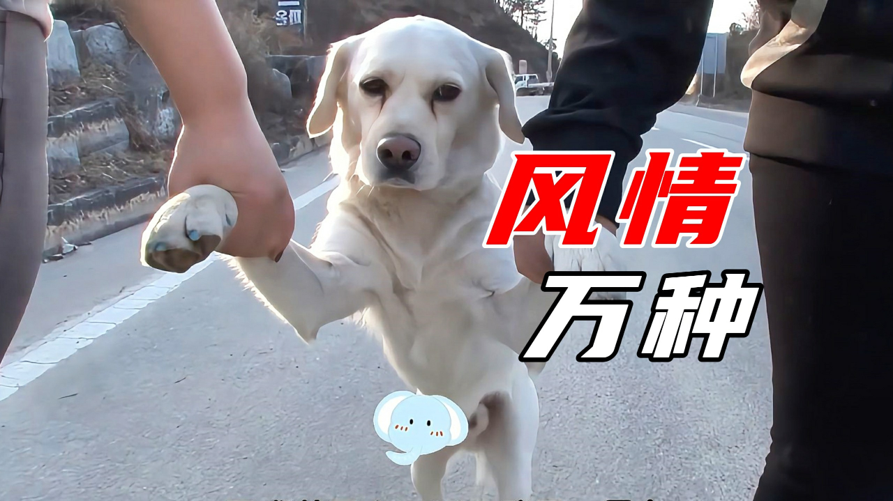 凯帕克《母狗》全片