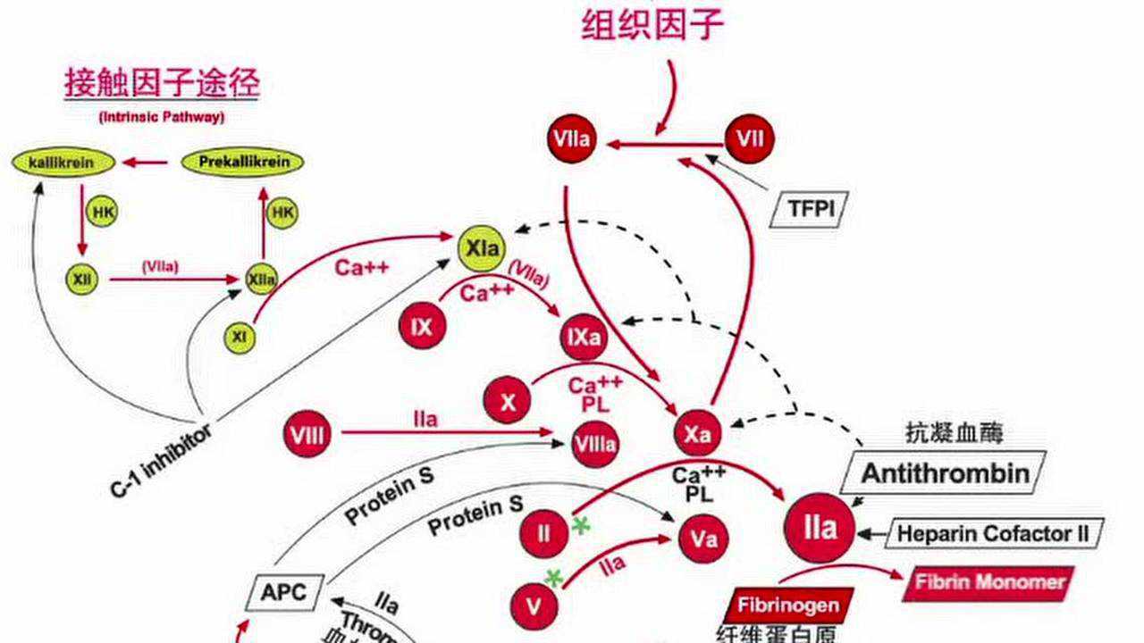 1分钟读懂凝血瀑布.