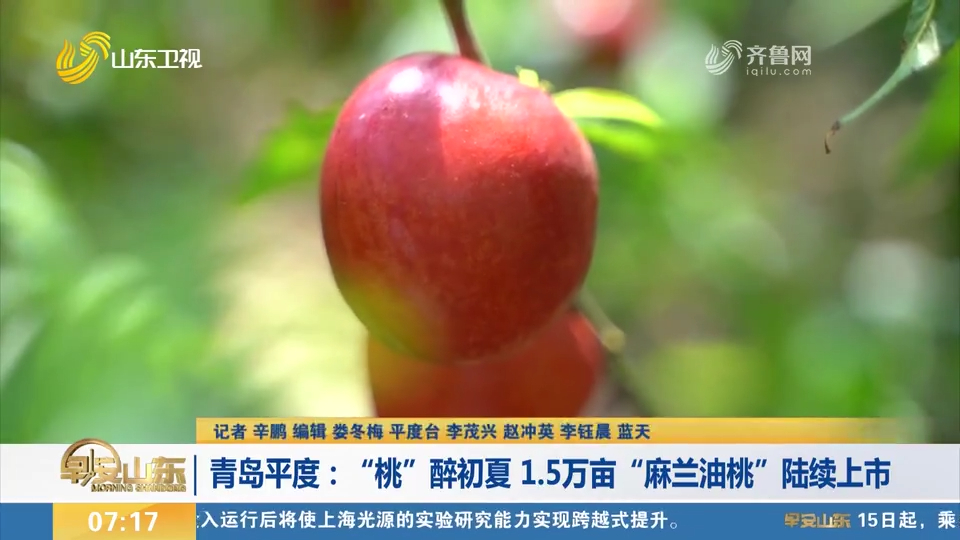 平度: 1.5万亩"麻兰油桃"陆续上市,红润油亮,鼓起果农