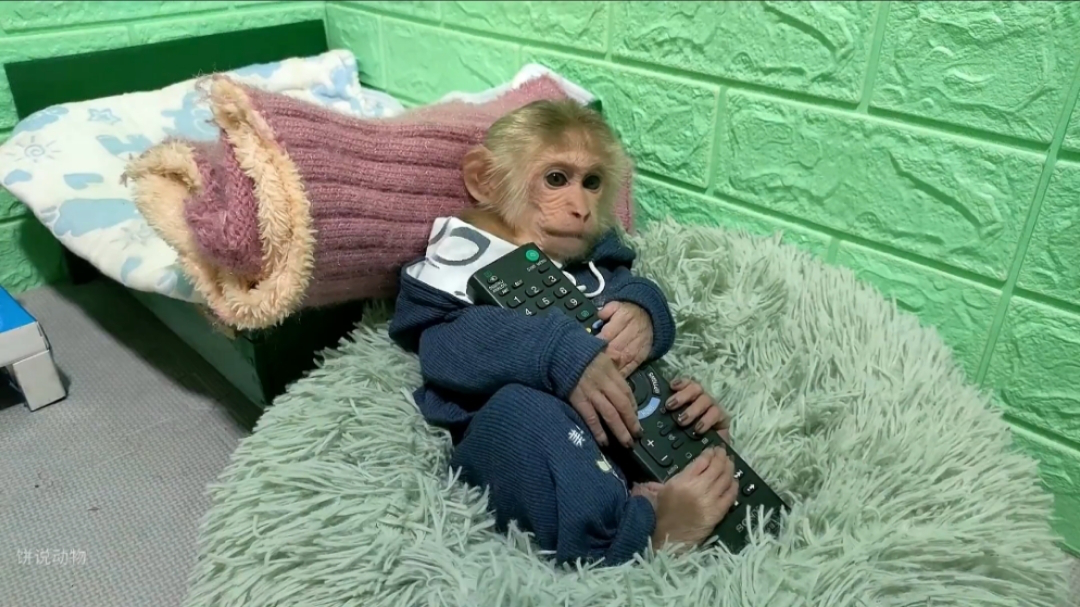 小猴子看电视,发现妈妈不在家,立刻去寻找妈妈|纪录片