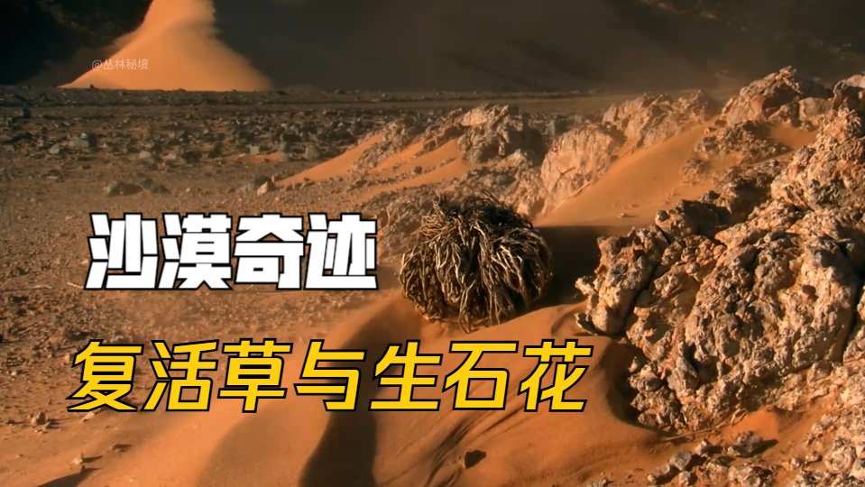 沙漠里的奇迹,复活草与生石花的生存智慧