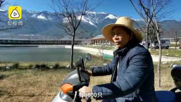 千鸽飞舞映雪山!8600只赛鸽大理苍山下集训,黑影遮天蔽日